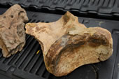 A mammoth scapula or shoulder bone was found at the site.